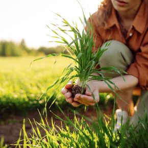 Защита флага и подпрофмированных листьев от болезней