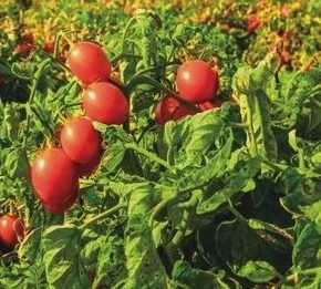 Сэкономить воду при поливе: & quot; Есть поля, где мы не давали капли воды & quot;