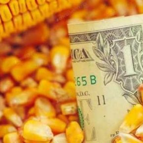 Экспорты кукурузы пересекали 21,1 миллиона тонн