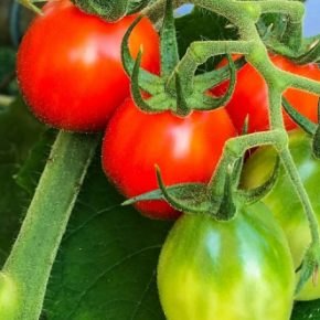 Фермер разделен методом спасения помидоров от Rotten