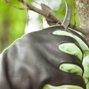 Фермер поделился, какие деревья дополнительно подстрижены летом