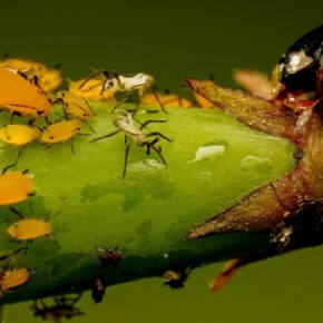 Фермер рассказывает, как сражаться с тлей