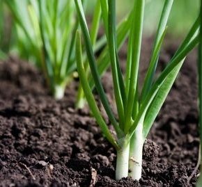 Почва от лука должна отдохнуть в течение 5 лет, чтобы покинуть патогены Почва от лука должна отдохнуть в течение 5 лет, чтобы покинуть патогены