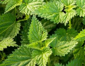 Как питать огурцы и помидоры крапивы: эксперты по органическим удобрениям