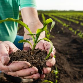 Следы для высокой урожайности Следы для высокой урожайности