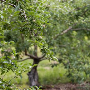 Переменная лето нуждается в мощной защите садов