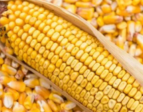 На украинском рынке цены на кормуную кукурузу падают