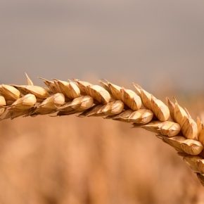 Новые подходы к защите зерна в изменении климата