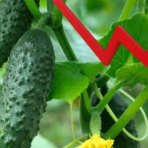 Огурцы в Украине продолжают быть дешевле Огурцы в Украине продолжают быть дешевле