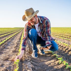 Первая фунгицидная обработка подсолнечника и сои Первая фунгицидная обработка подсолнечника и сои