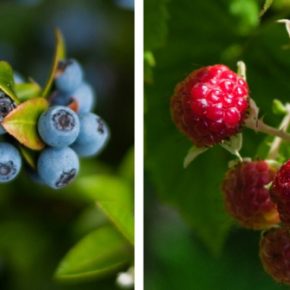 Выходная доходность малины и черники: сезон коллекций начался в Украине