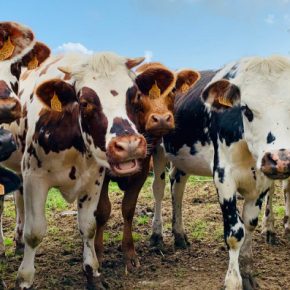 Население коров в населении снизилось на 100 тысяч.