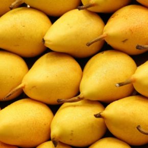 Польские садовники ходят в груши вместо яблок Польские садовники ходят в груши вместо яблок