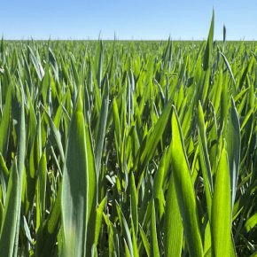 Мощное решение против фусариоза и септориоза колоса