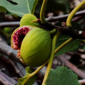 Секреты растущих тропических фруктов в Украине: опыт энтузиаста Секреты растущих тропических фруктов в Украине: опыт энтузиаста