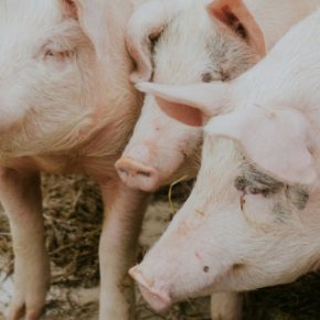 Стоимость свинины увеличится до 55-60 уах/кг через корм Стоимость свинины увеличится до 55-60 уах/кг через корм