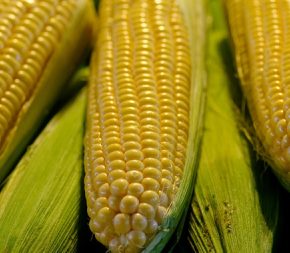 Стало известно, как изменились цены на кукурузу в Украине Стало известно, как изменились цены на кукурузу в Украине
