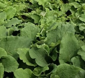 Украинский фермер вывел съедобный и очень полезный бордока