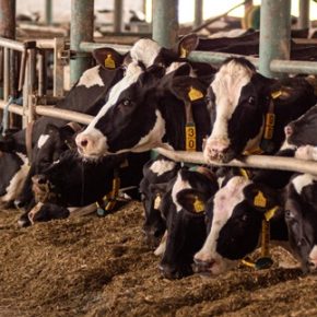 125 молочных ферм строятся или модернизируются в Украине 125 молочных ферм строятся или модернизируются в Украине