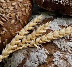 В Украине ржаной хлеб может исчезнуть: эксперты назвали причины В Украине ржаной хлеб может исчезнуть: эксперты назвали причины