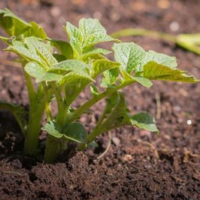 Ученые нашли способ выращивать картофель в более горячим климате