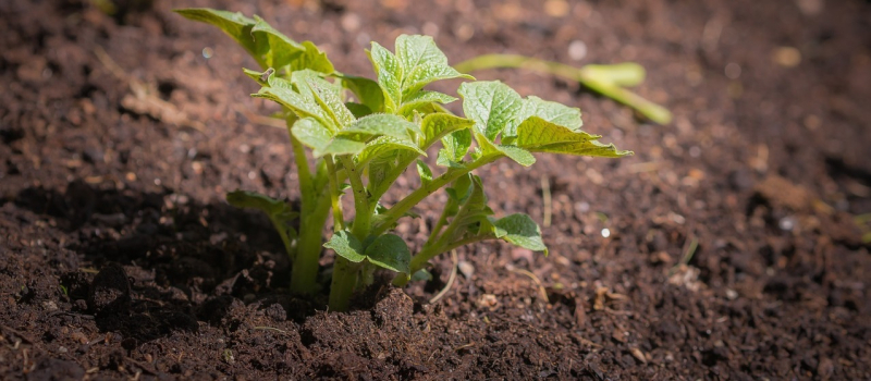 Scientists have found a way to grow potatoes in a hotter climate