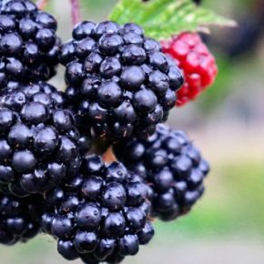 Выращивание и перспективы черной малины