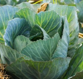 Защита капусты от вредителей