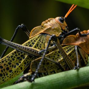 Защита от урожая от саранчи: советы опытного фермера