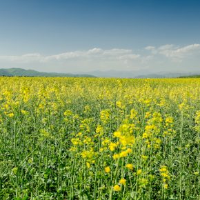 Биогенная нагрузка: сколько питательных веществ несут зимние рапсы из почвы