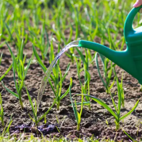 Почему полив чеснока - это тема, которую нельзя игнорировать? Почему полив чеснока - это тема, которую нельзя игнорировать?