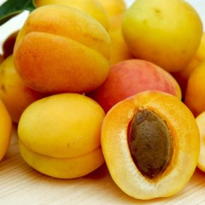 Почему из абрикосовых падений листья - наиболее распространенные причины