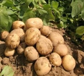 Цена на картофель продолжает снижаться