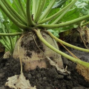 Производство сахара в Украине упадет на 15% в этом году