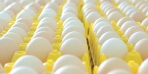 Выручка от экспорта яиц от Украины увеличилась в 2,6 раза