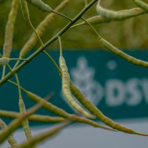 DSV снова обновите портфель продуктов