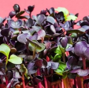 Эксперты назвали наиболее полезную зелень Эксперты назвали наиболее полезную зелень