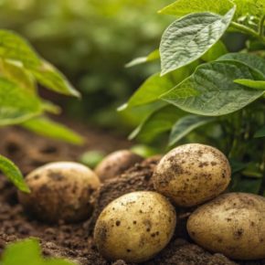 Как эффективно осуществлять картофель летом: советы экспертов Как эффективно осуществлять картофель летом: советы экспертов