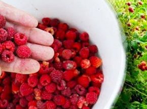 Как питать малину в июле для щедрой урожая