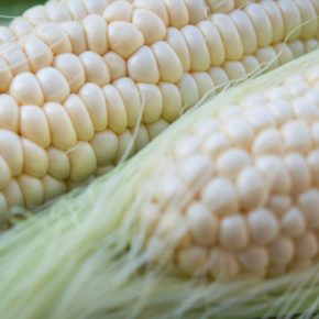 Как выбрать идеальную молодую кукурузу