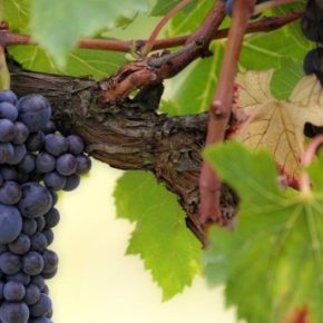 Как вырастить самый сладкий виноград: эффективные методы лечения сахарных ягод