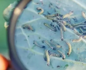 Как защитить урожай капусты от вредителей Как защитить урожай капусты от вредителей