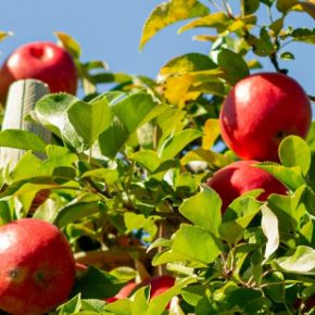 Какие деревья желательно разрезать летом для щедрого урожая?