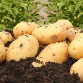 Когда и как копать картофель: советы для щедрого урожая Когда и как копать картофель: советы для щедрого урожая