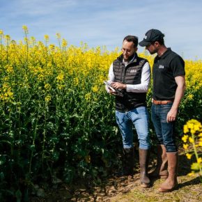 Lidea представляет новые гибриды зимних рапсов