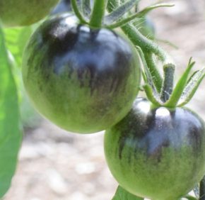 Помидоры становятся черными: как с этим справиться?