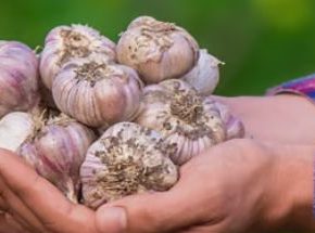 Засуха разрушила почти весь урожай чеснока