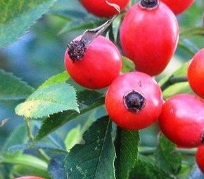 Плотность индустриальных бедер розы будет уменьшена дважды Плотность индустриальных бедер розы будет уменьшена дважды