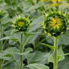 Быстрое действие, долгосрочная защита от вредителей Быстрое действие, долгосрочная защита от вредителей