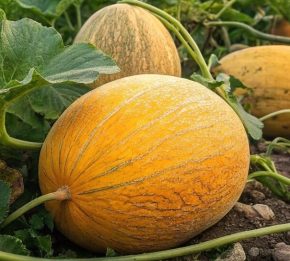 Стало известно, что кормить дыни и арбузы летом, чтобы они стали сочными, сладкими и вкусными. Стало известно, что кормить дыни и арбузы летом, чтобы они стали сочными, сладкими и вкусными.